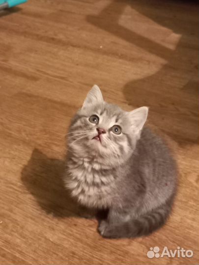 Котята бесплатно