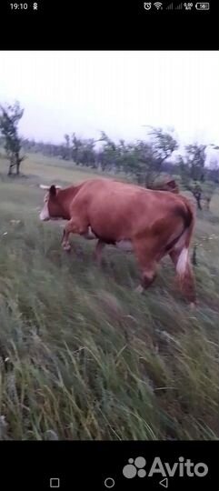 Коровы яловые на мясо