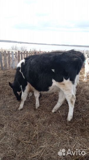 Тёлки 2штуки