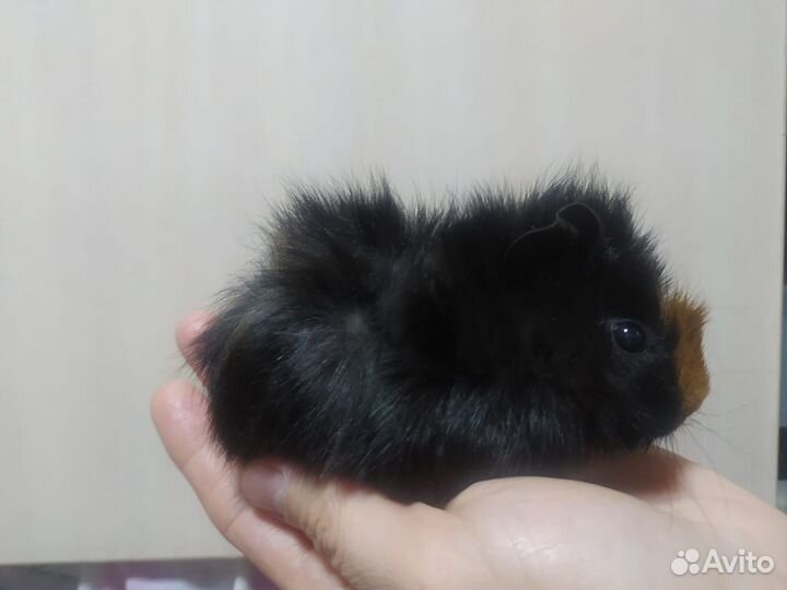 Морские свинки