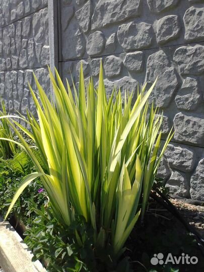 Ирис полосатый болотный