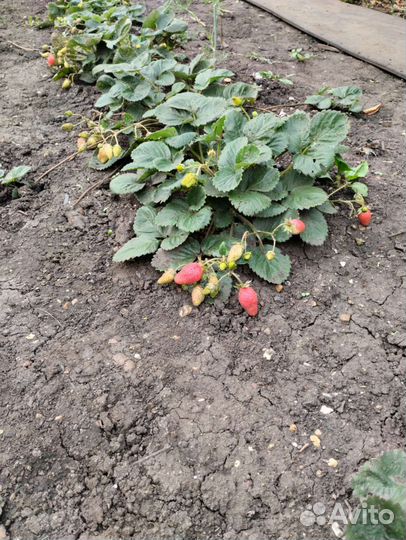 Саженцы Клубника Ремонтантная, саженцы