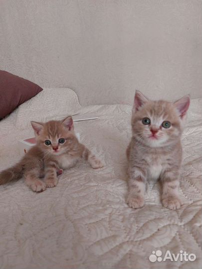 Британские котята