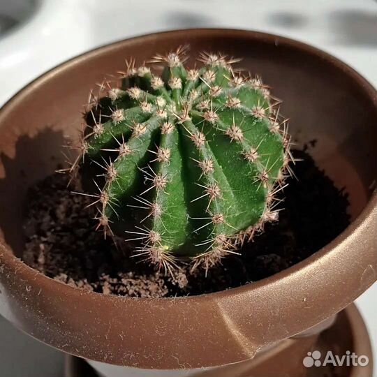 Эхинопсис Эйриеза