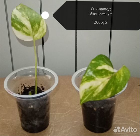 Цветы Рипсалис Монстера