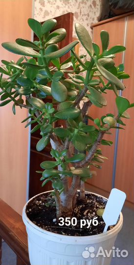 Денежные деревья, крассула, толстянка