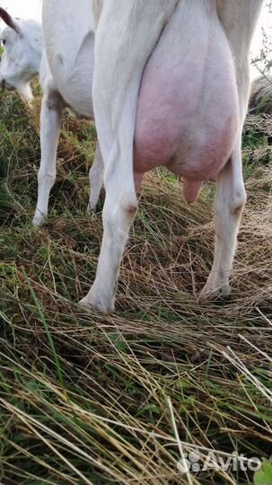 Продам молочных коз