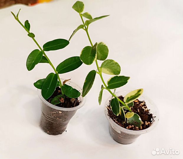 Хойи сортовые