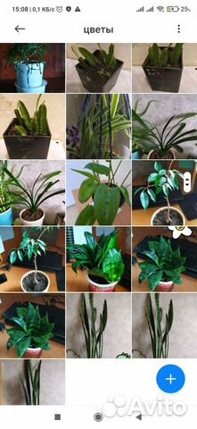 Растения комнатные