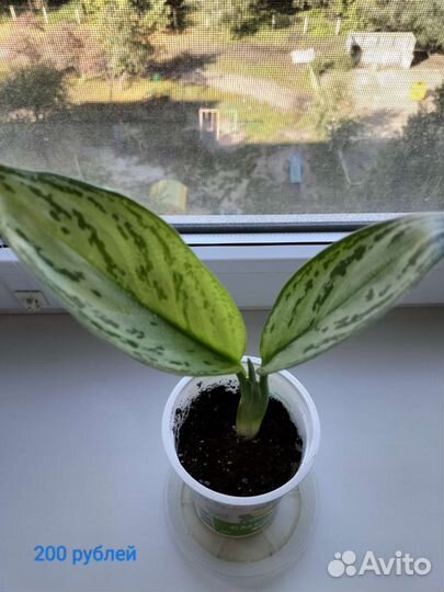 Аглаонема сильвер квин