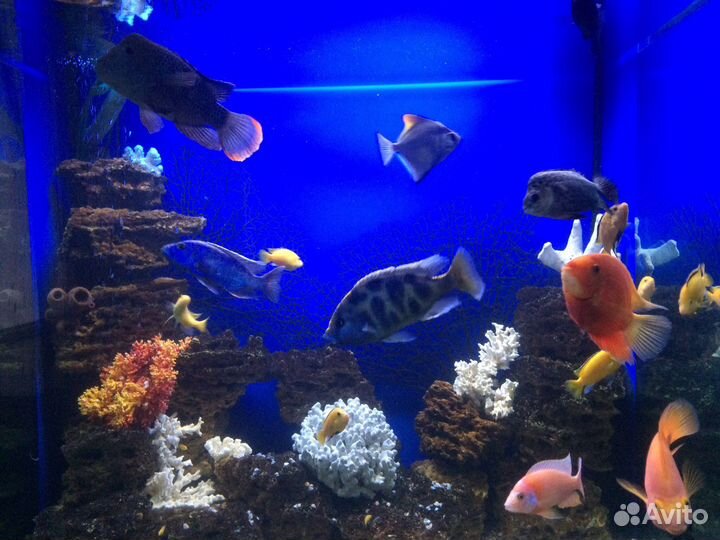 Аквариум пресноводный