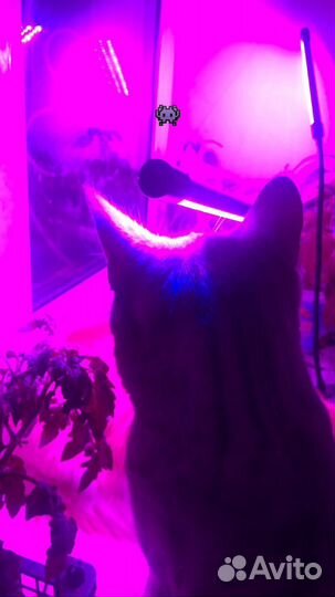 Передержка котов и кошек