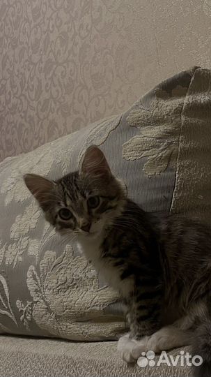 Котенок