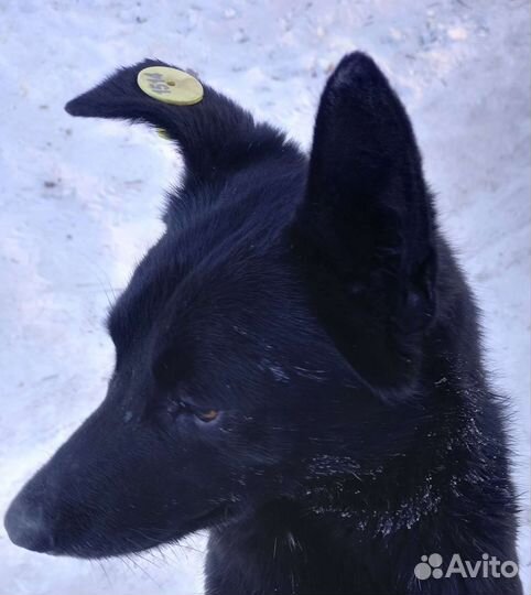 Щенки подростки на охрану