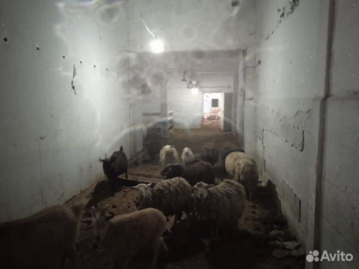 Овцы бараны ягнята + козы