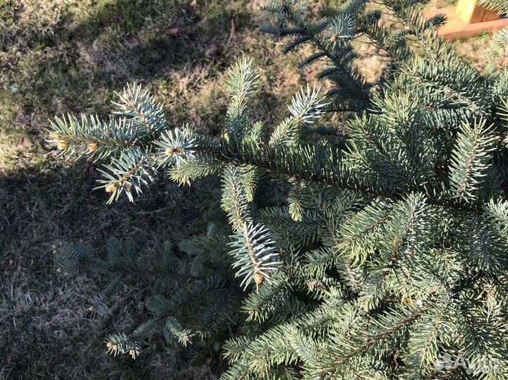 Голубые ели