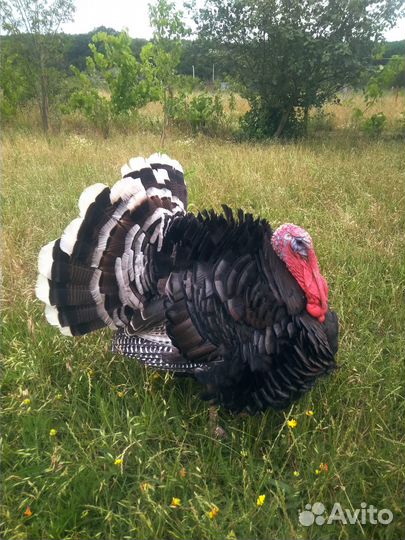 Индюки домашние