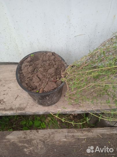 Тимьян ползучий