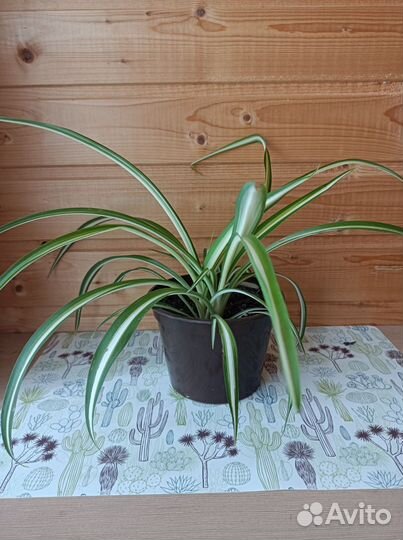 Хлорофитум