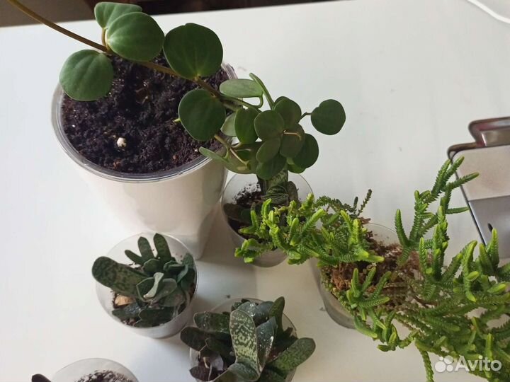 Домашние цветы