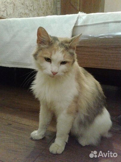 Красивая кошка светлого смешанного окраса