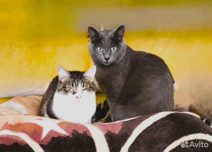 Кошка Ася в добрые руки