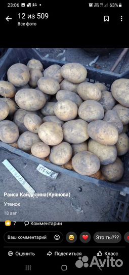 Продам картофель