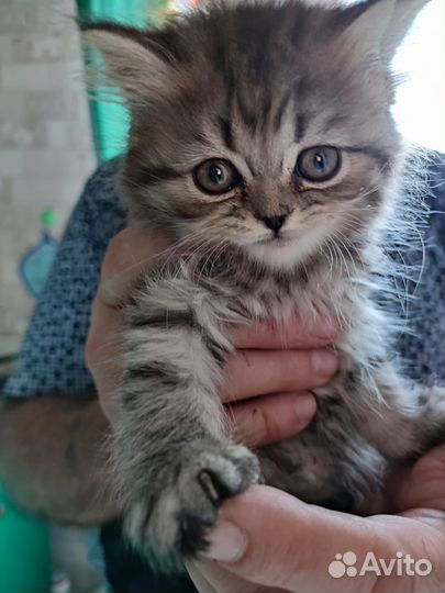 Британские котята