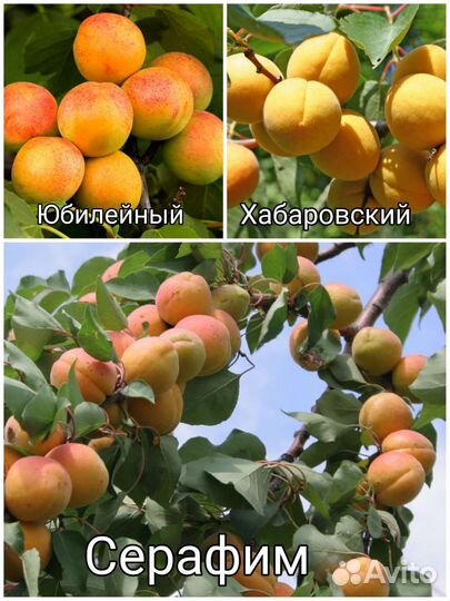 Саженцы Абрикосов, 3летки, 1,5м, зкс