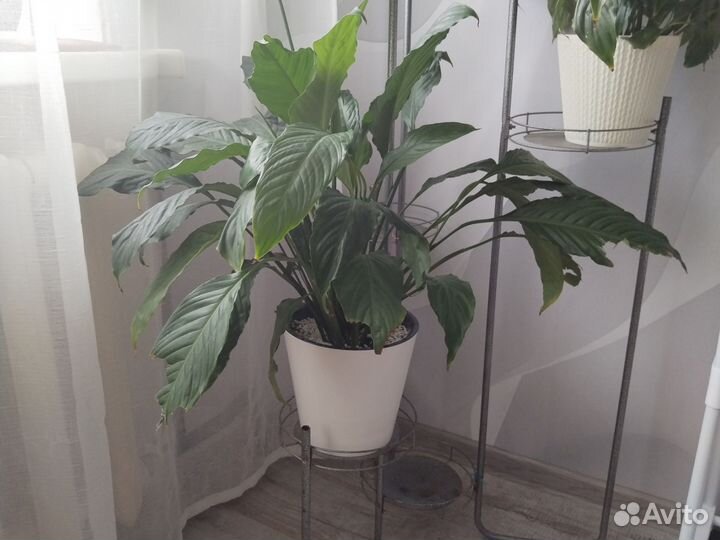 Спатифиллум