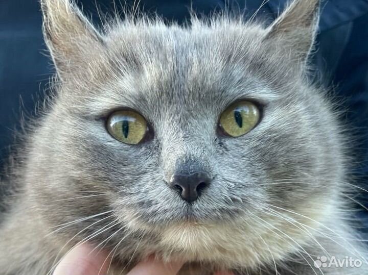 Очень милая кошечка