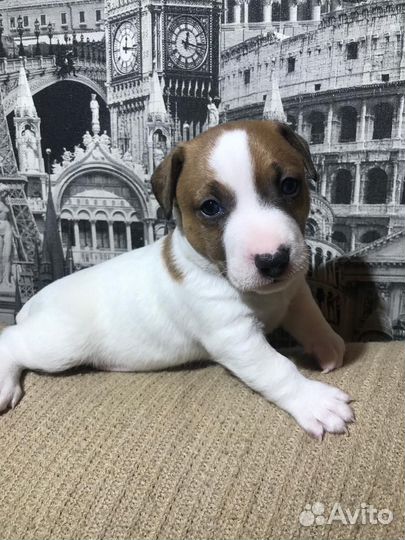 Щенки Джек Рассел терьер гладкошерстный