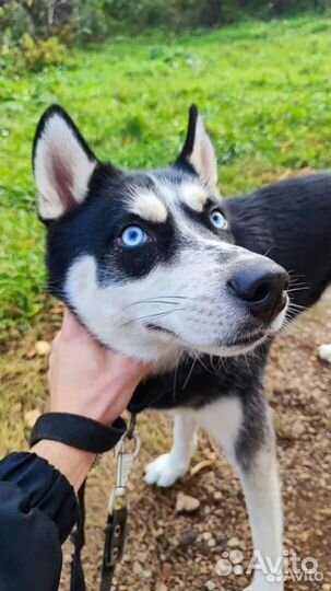 Сибирский хаски 1 годик