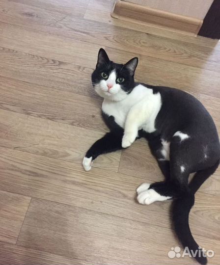 Стрижка кошек с выездом на дом. Гигиеническая