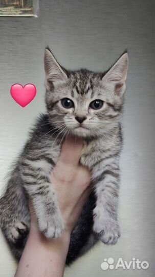 Котята домашние