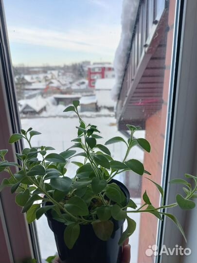 Вегетативные черенки