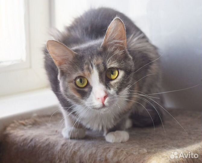 Трехцветка-красотка