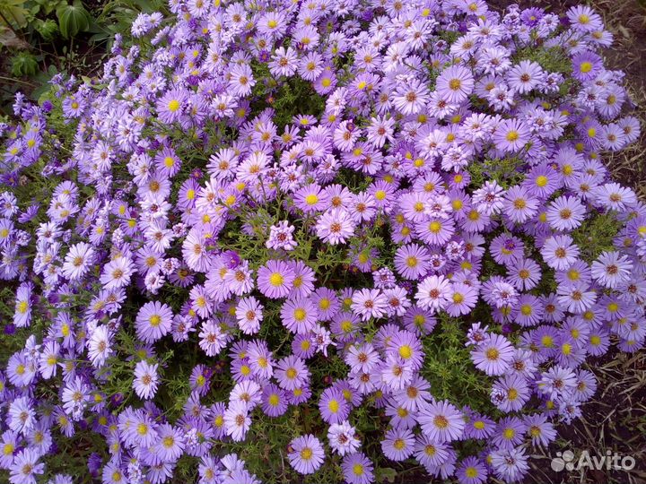 Многолетние растения, цветы садовые