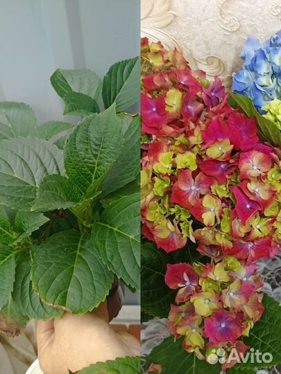 Гортензия, Алоэ Вера