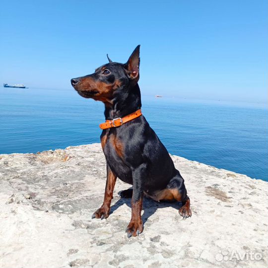 Щенки цвергпинчера