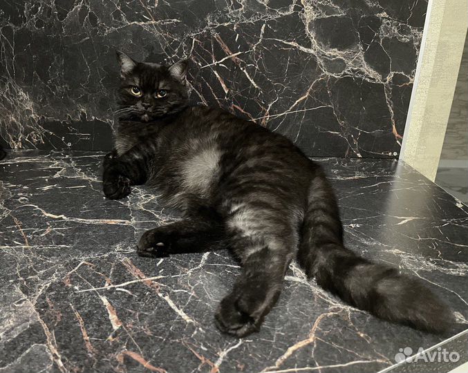 Отдам кошку