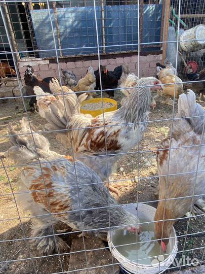 Куры молодки
