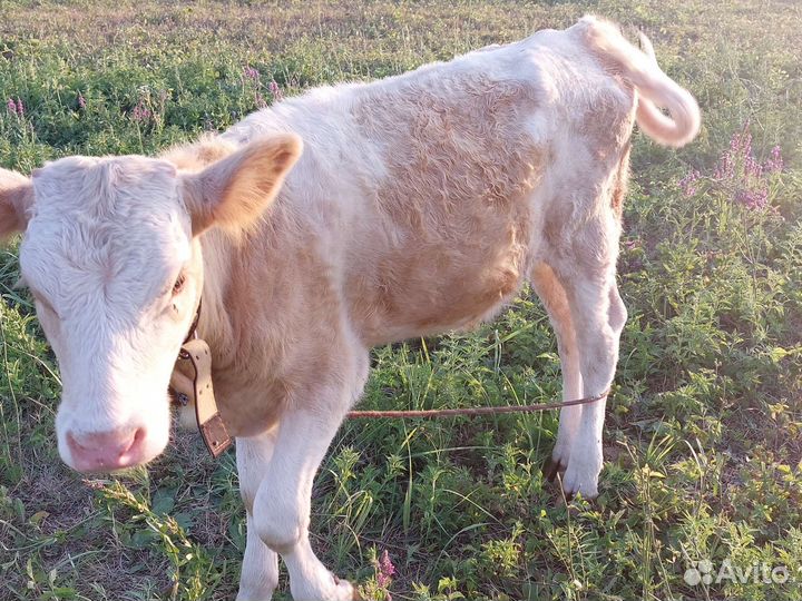 Телята сименталы