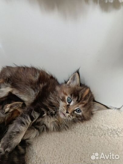 Котята Мейн-кун(Бронь)