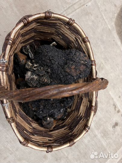 Березовый гриб чага