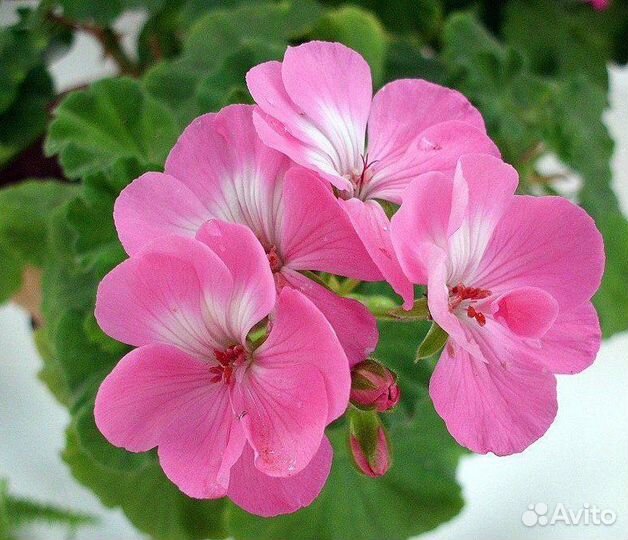 Пеларгония герань розовая