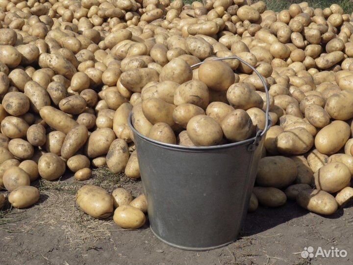 Продам картофель