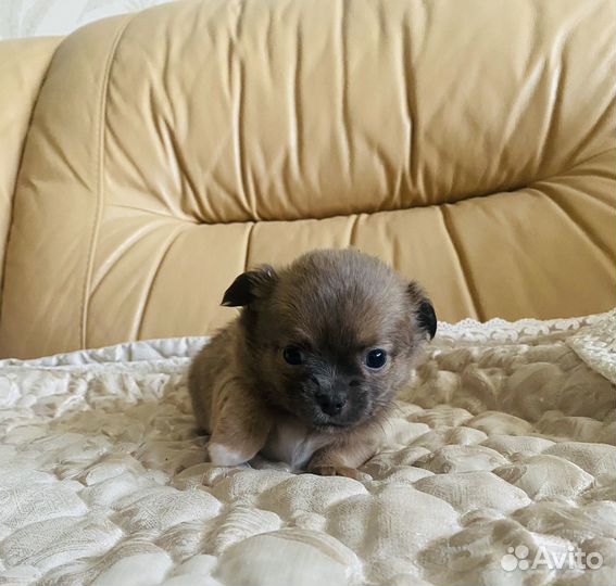 Мини чихуахуа дш