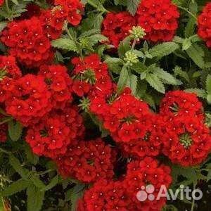 Вербена вегетативная