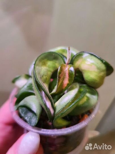 Хойя Compacta Mauna Loa, Nicholsoniae New Guinea G